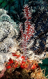 Sipadan_2015_Poisson fantome arlequin_Solenostomus paradoxus_IMG_2481_rc